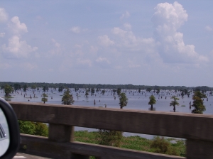 24AUG Louisiana Swamp