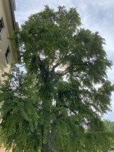 021 Goethes Gingko tree