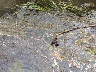 Waterhen with a chick